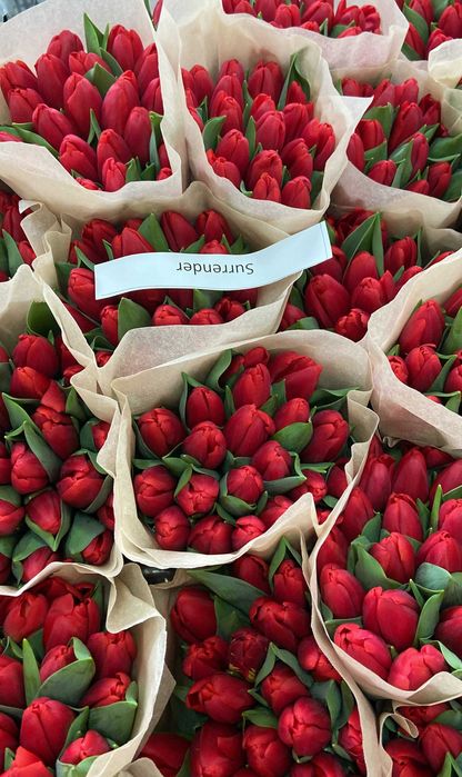 ТЮЛЬПАНЫ ОПТОМ напрямую от производителя / Голландия / Беларусь