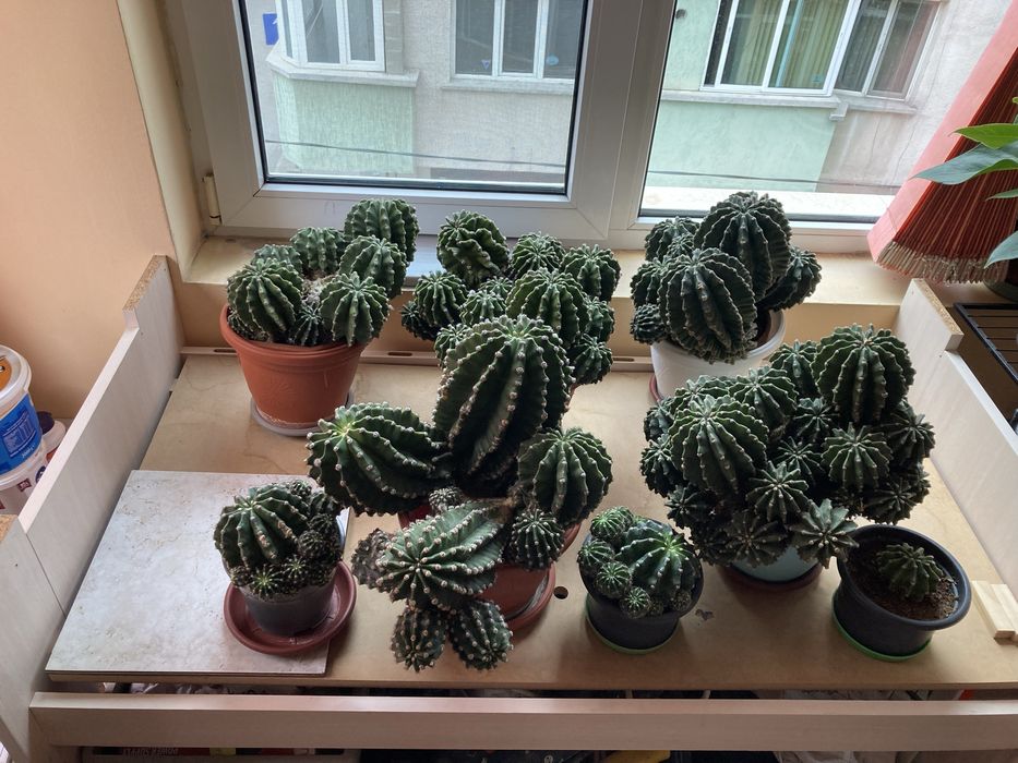 Продавам кактуси, лично првдаване.