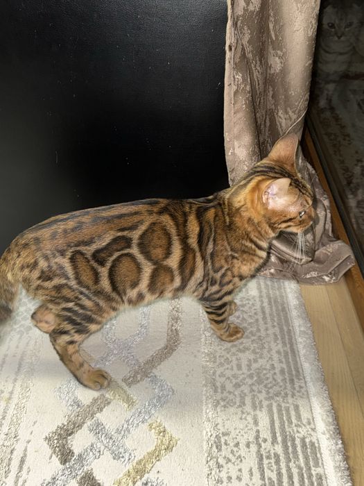 Продается Бенгальская кошечка