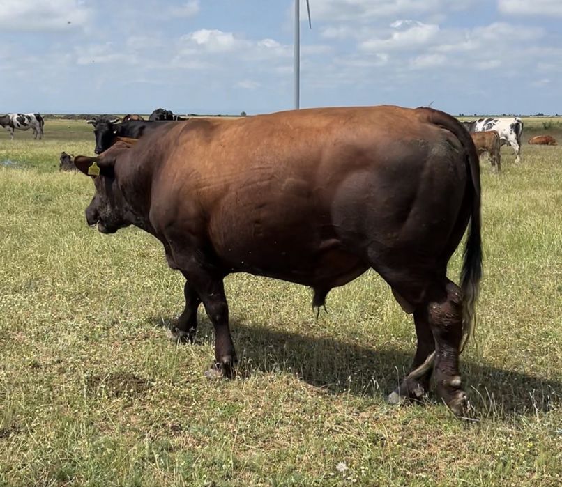 Vand Taur Angus
