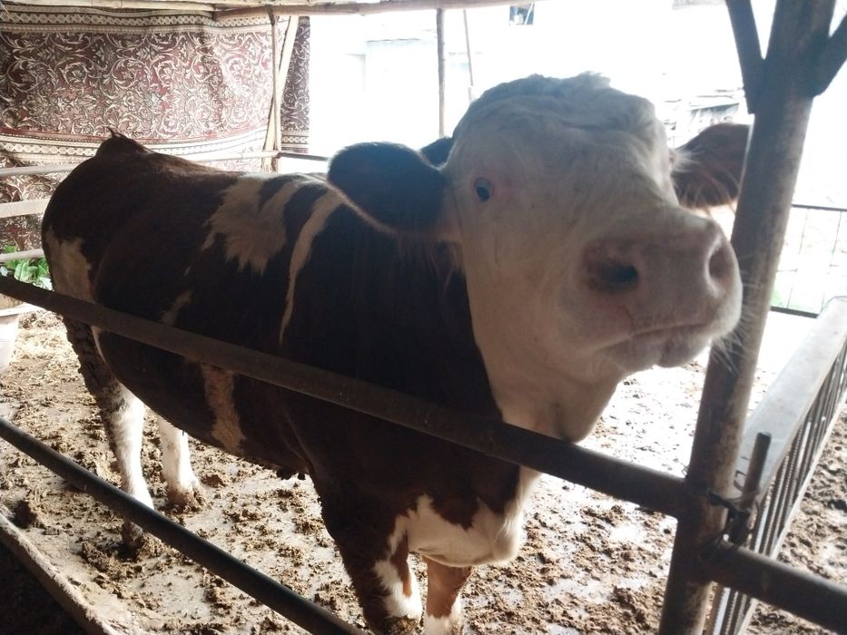 Qoramol sotiladi buqalar Сментал/Ангус/Авликол/