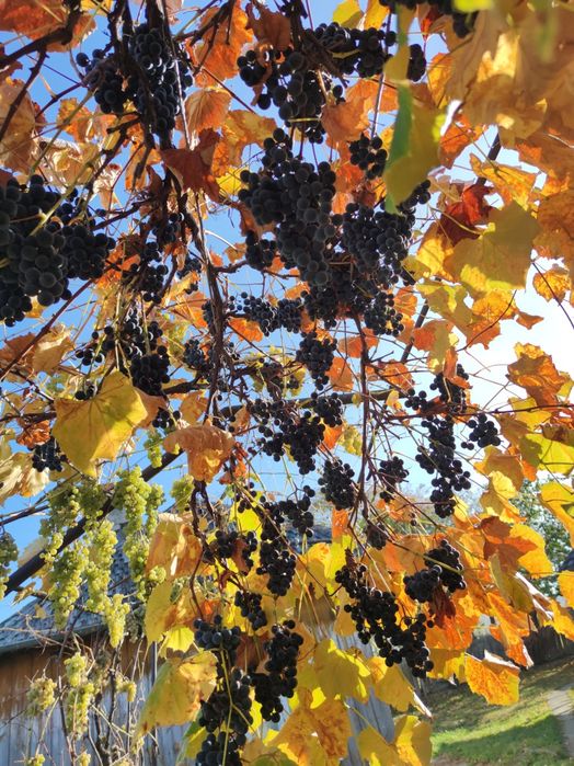 Struguri Căpșunică BIO, aromați și parfumați!