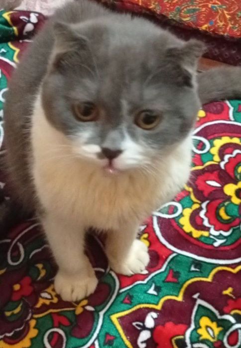 Scotish fold 5 oyli  Скотиш фолд 5 ойли