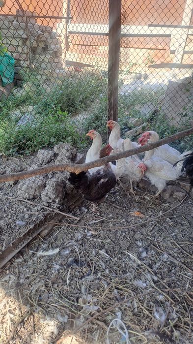 Товуклар сотилади.Tovuqlar sotiladi.