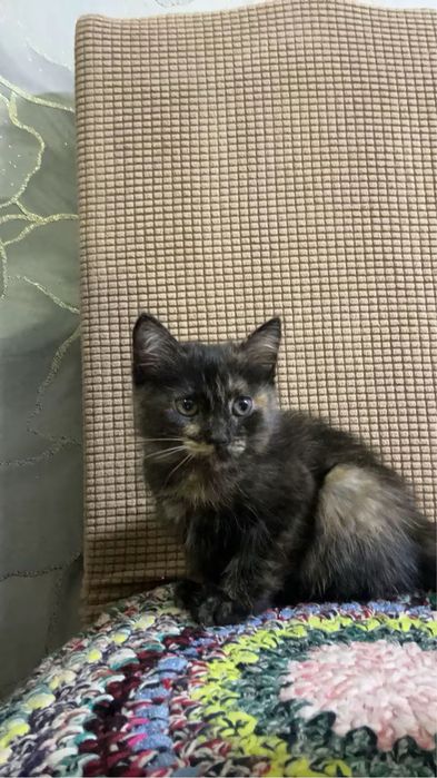 котятки девочки ждут своих хозяев