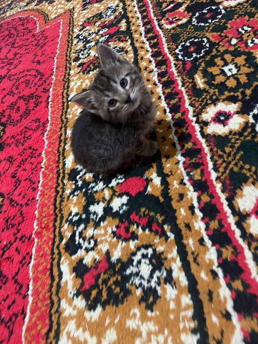 1 oylik egzak o’g’il mushuklar