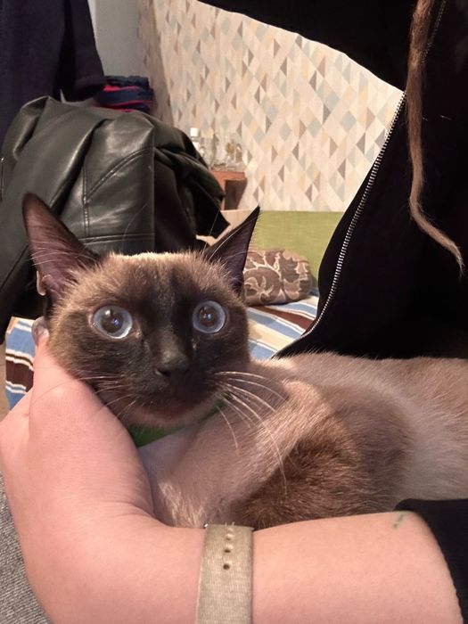 Кот мальчик в хорошие руки