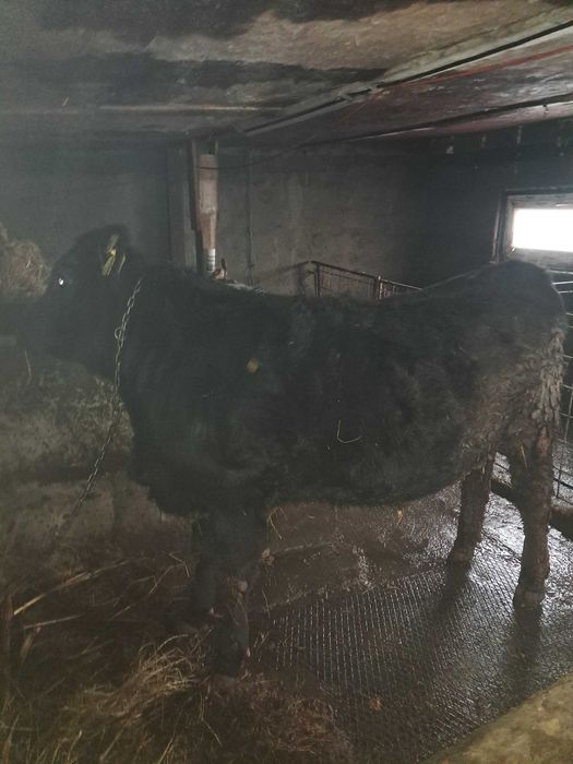 Junică Angus de vânzare