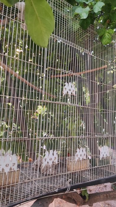 Bulbul sotiladi  narxi 400000 min