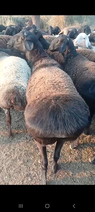 Qochqorlar 120 ta bor