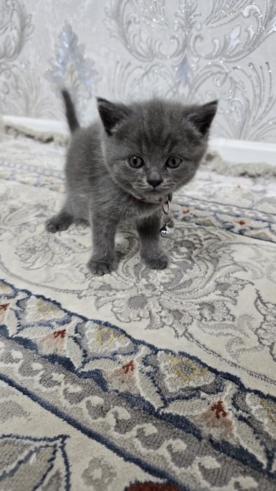 Продаются котята Скоттиш (страйт/фолд)