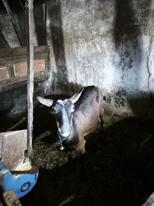 Capra și 2 ieduțe alpine de vanzare