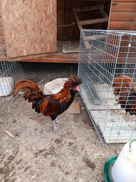 2 Cocosi paduana caramizie. Pret 100 lei/buc.