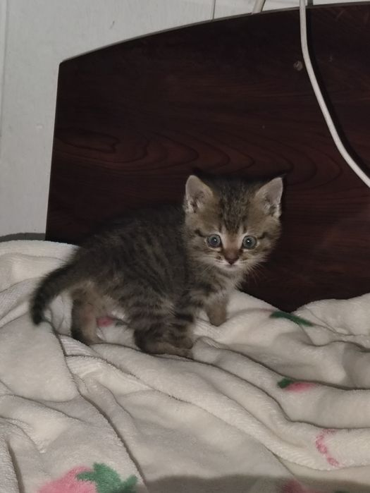 Котёнок в добрые руки