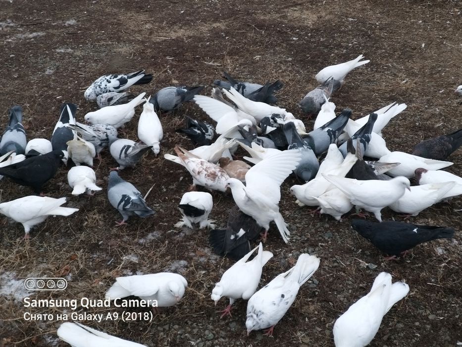 Продам голубей разных мастей