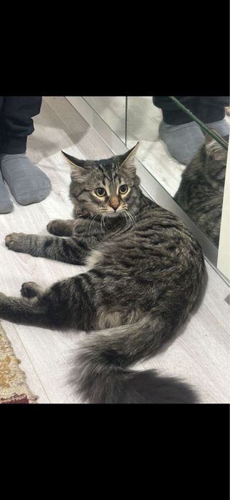 Вязка нужна кошка