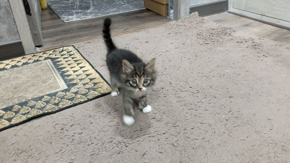 Продам котят в хорошие руки