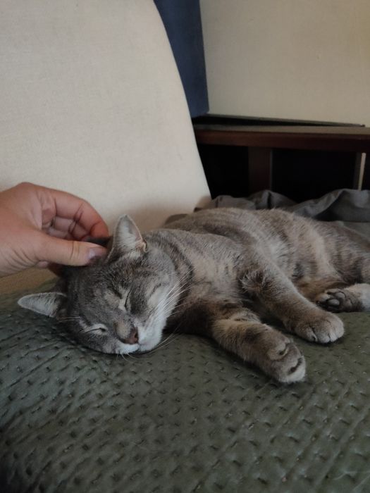 Разходка на кучета/Гледачка на котки/Dog walking/Pet sitter