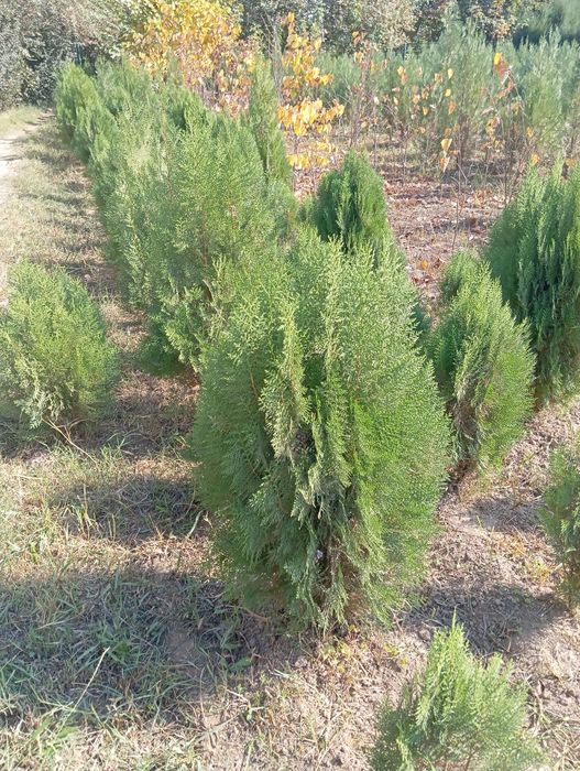 Archa kuchatlar optim