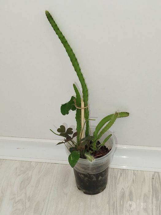 Pitaxayya dragn frukt koʻchati