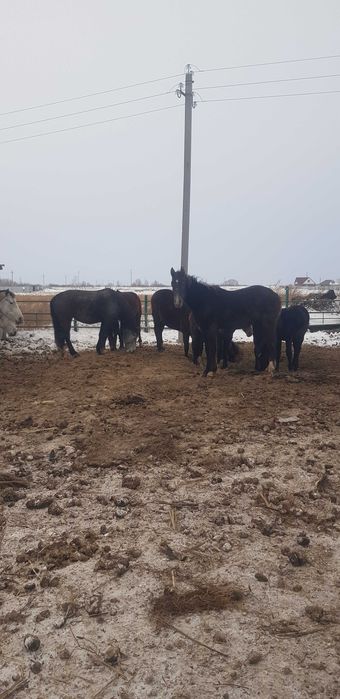 Продам орловских кобыл