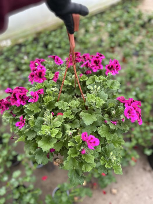 Flori de exterior in ghivece