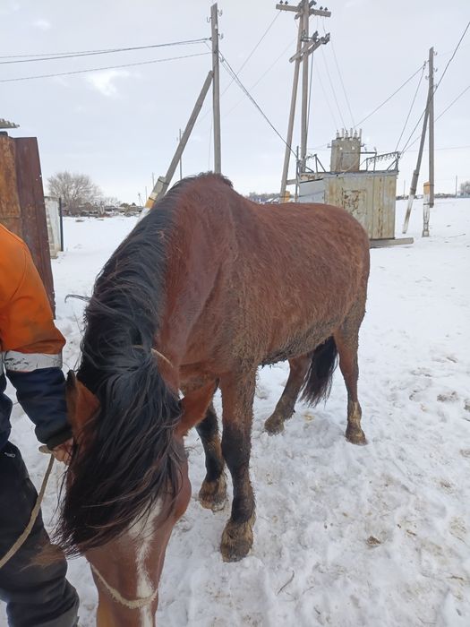Айгыр сатылады .