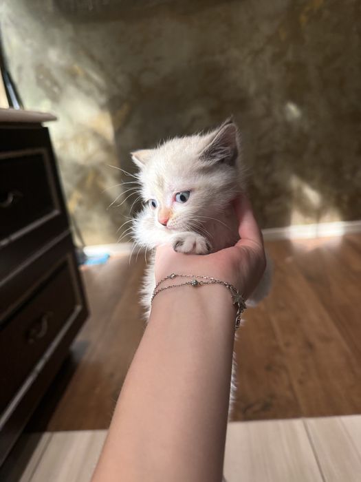 Отдам кошечку с добрые ручки