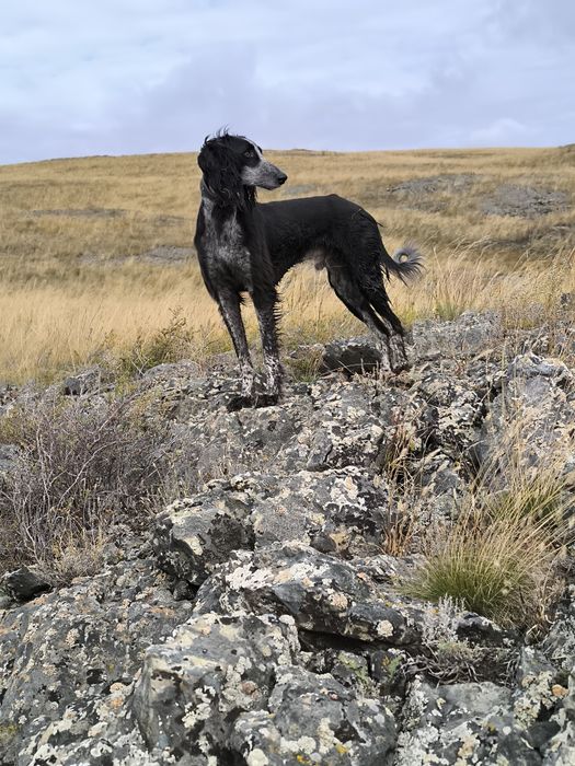 Кумай тазы! еркек!