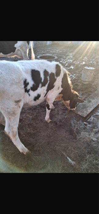 Продам телку молодую