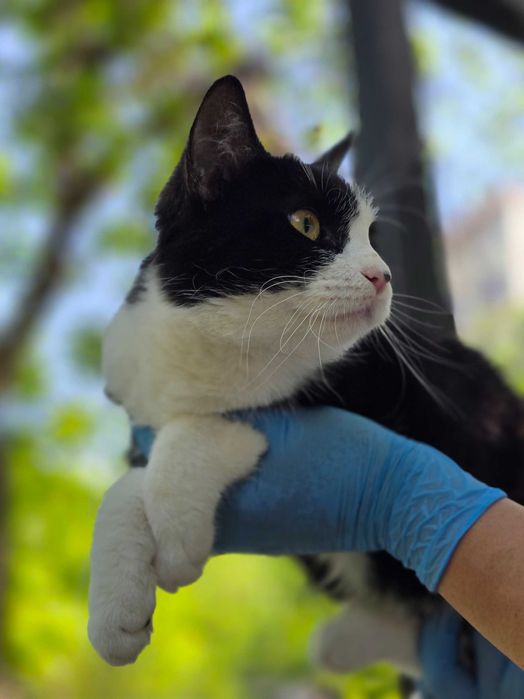 Ищет дом особенный мальчик — красавец Мурзик!