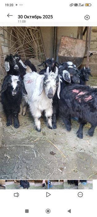 800 dan uloqchalar srochna sotiladi kelishtiramiz