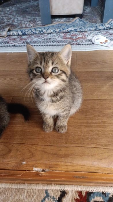 Skotish strayt okras tabbi mramor 1.5 2 oylik
  1.5 2 oylik