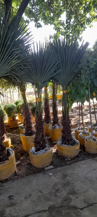 Archa kesish ishlar har xill shakillar boĝbonchilik dizayn landshaft