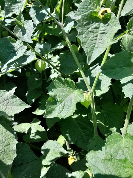 physalis peruviana rasad