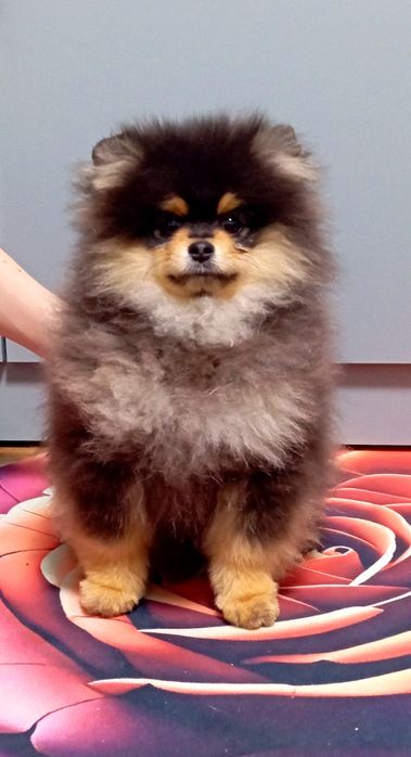 Щенок помернского шпица