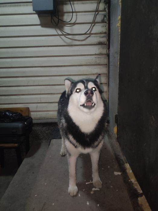 Хаски найден в кызылту,