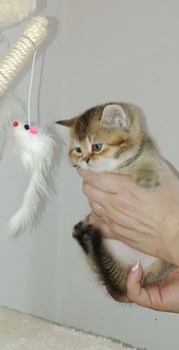 Роскошные Скоттиш Страйт и Фолд котята мальчики