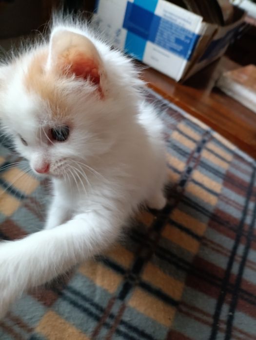 Котёнок от турецкой ангоры