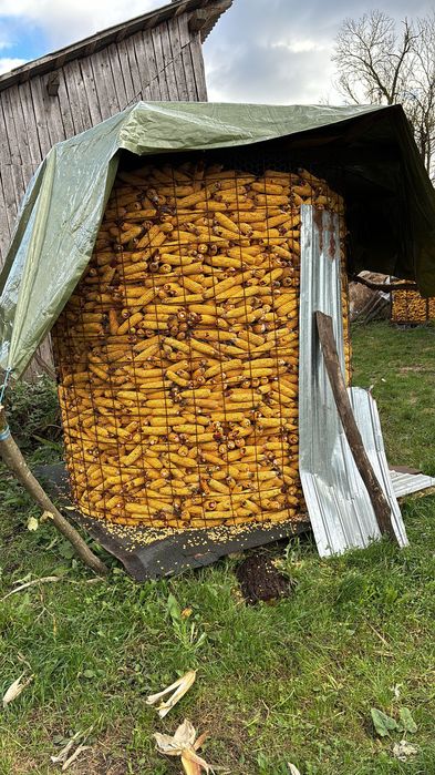 Porumb stiulete 2025