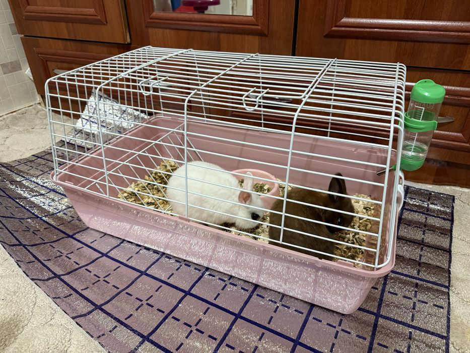 Декоративный куйончалар сотилади