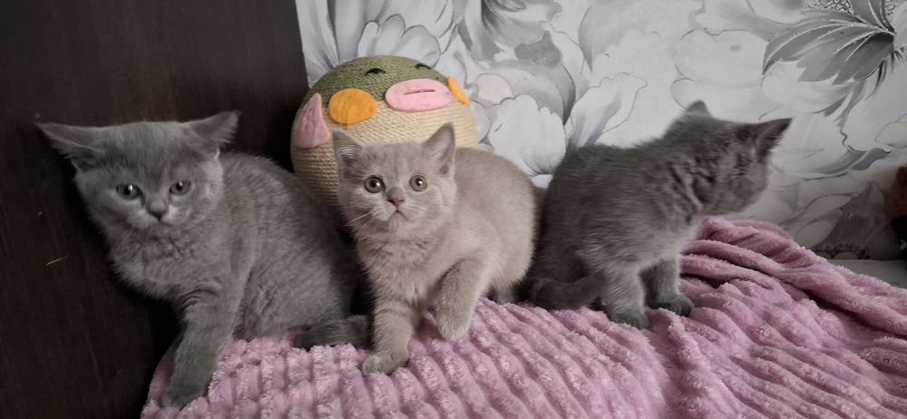 Британцы котята с документами