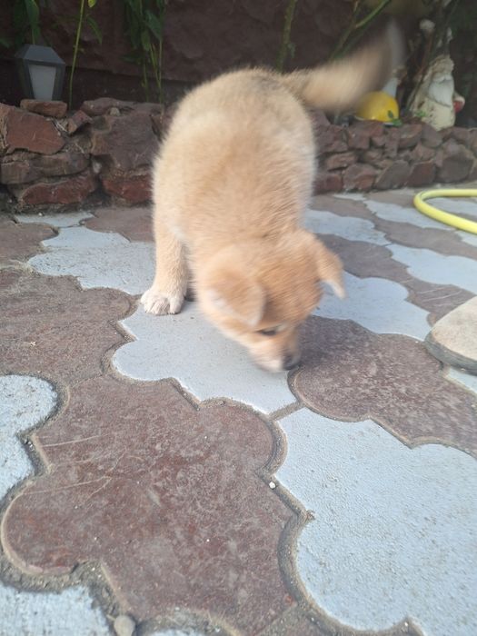 Catelusa Ajita Inu Japonez,superba