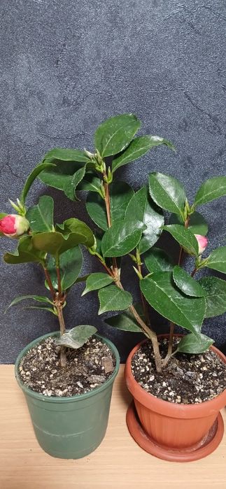 Комнатные растения от 2500