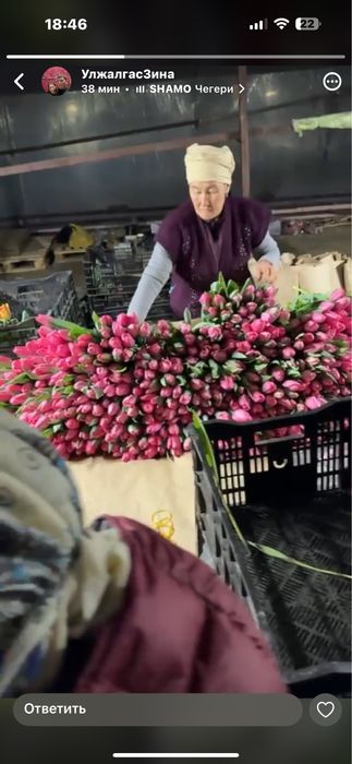 Тюльпаны оптом.оптомголландские тюльпаны. Оптом и а розницу тюльпаны