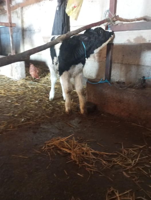 Vând sau Schimb Tăuraș