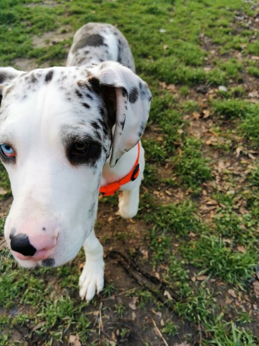 Немски дог на 4 месеца