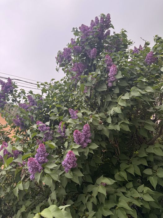 Сирень Букет алматы