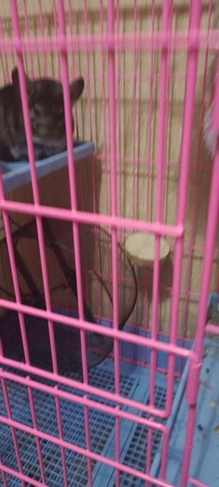 Продам шиншиллу с клеткой