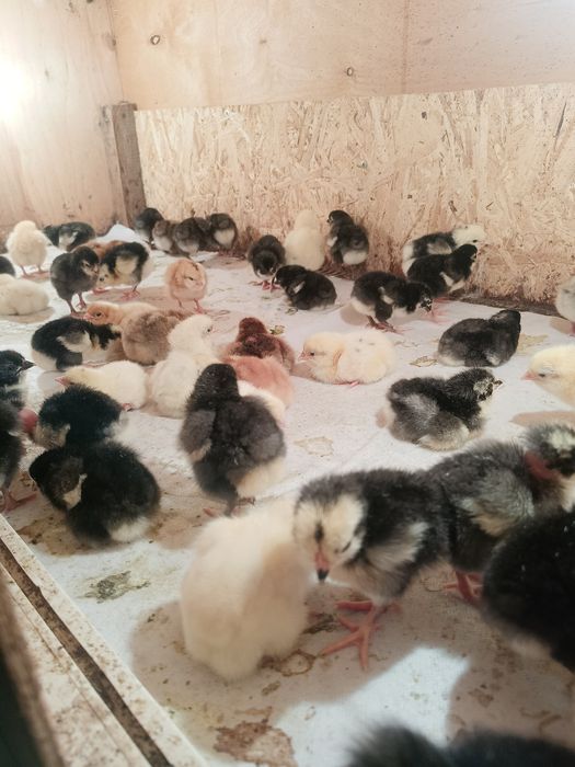Продам цыплят от домашних кур . Крупные породы